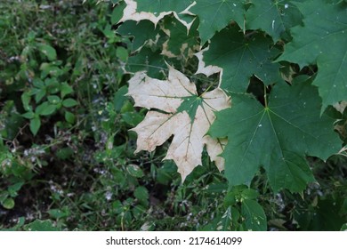 Acer Platanoides Leaves In The Summer Forest, Sick Tree