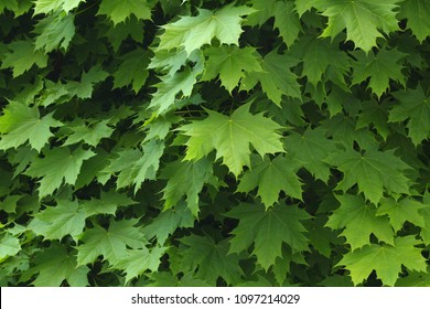 Norway Maple Leaf Images Stock Photos Vectors Shutterstock