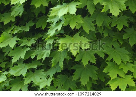 Acer platanoides (Norway maple), detail of leaves