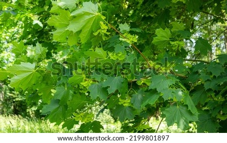 Acer platanoides Norway maple, leaf detail. Green background