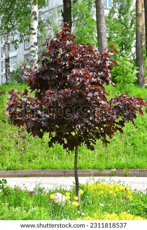 Acer platanoides is Norway Maple Royal red