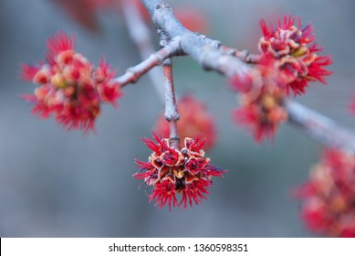 Acer Rubrum (red Maple) Flowers.