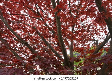 Acer Rubrum , Red Maple Trees