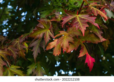 Silverleaf Maple High Res Stock Images Shutterstock