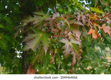 Silverleaf Maple High Res Stock Images Shutterstock