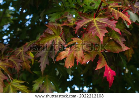 Acer saccharinum Silver maple autumn foliage