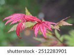 Acer Shirasawanum Moonrise with red and green leaves plant in a garden in July 2023