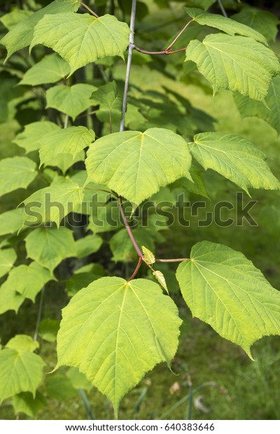 Acer Tegmentosum Joe Wit Stock Photo (edit Now) 640383646