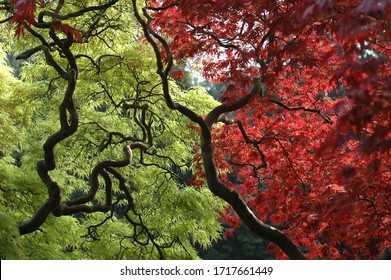 Acer Trees In The Botanic Gardens,Dublin