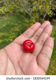 Acerola Cherry Fresh From The Farm