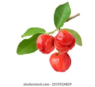 Acerola cherry hanging on branch  isolated on white background. Clipping path. - Powered by Shutterstock