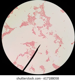 Acetic Acid Bacteria Under The Microscope