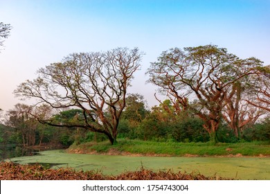 The Acharya Jagadish Chandra Bose Indian Botanic Garden Of Shibpur, Howrah Near Kolkata.