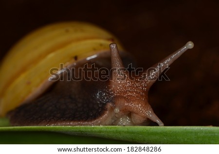 achatina