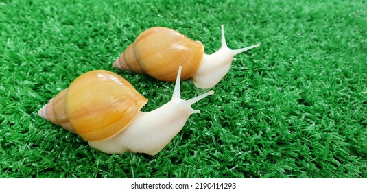 Achatina Fulica Jadatzi Albino Snail
