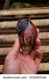 Achatina Fulica Is A Land Snail Belonging To The Achatinidae Family