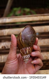 Achatina Fulica Is A Land Snail Belonging To The Achatinidae Family