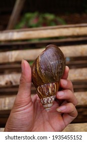 Achatina Fulica Is A Land Snail Belonging To The Achatinidae Family