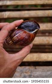 Achatina Fulica Is A Land Snail Belonging To The Achatinidae Family