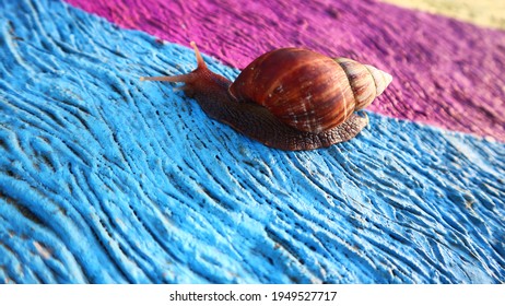 Achatina Fulica Is A Land Snail Belonging To The Achatinidae Family.