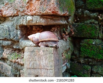 Achatina Fulica Is A Land Snail Belonging To The Achatinidae Family.