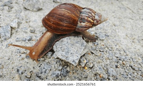 Achatina fulica snail crawling on the gravel dirt road - Powered by Shutterstock