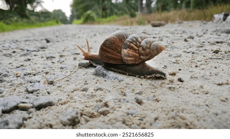 Achatina fulica snail crawling on the gravel dirt road - Powered by Shutterstock