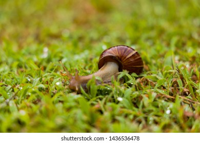 Achatina fulica is a species of large land snail that belongs in the family Achatinidae. It is also known as the African giant snail or giant African snail. Selective focus,  - Shutterstock ID 1436536478