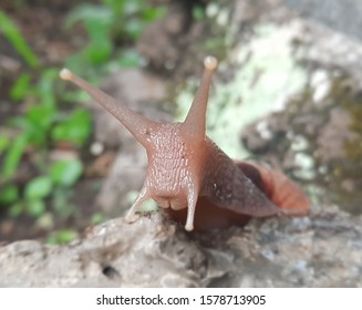 Achatina Fulica Is A Species Of Large Land Snail That Belongs In The Family Achatinidae.