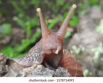 Achatina Fulica Is A Species Of Large Land Snail That Belongs In The Family Achatinidae.