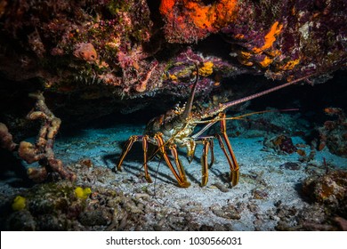 Achelata On The Reef Near Cozumel Island