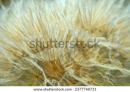 Achenium, pappus with feathers of Noonflower (Tragopogon pratensis)