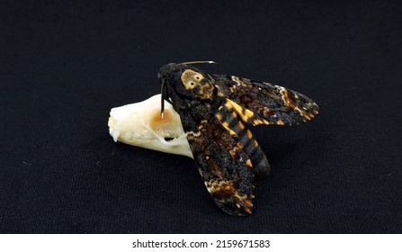 Acherontia Atropos Dead Head Moth And Sсull Of Tropical Bat Isolated On Black. Horror. Taxidermy. Sphingidae. Halloween. 