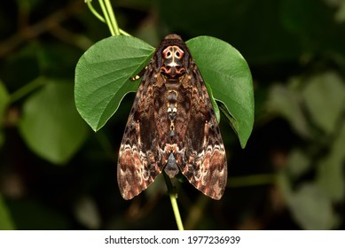 Acherontia Lachesis, Greater Death's Head Hawkmoth