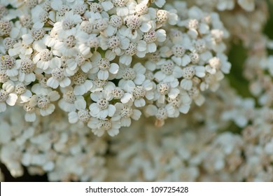 Achillea Millefolium In Bloom