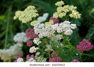 Achillea Millefolium In Bloom