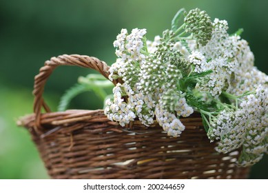 Achillea Millefolium In Bloom