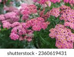 Achillea millefolium, commonly known as yarrow or common yarrow, is a flowering plant in the family Asteraceae. Other common names include old man