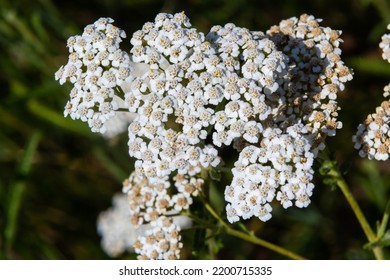 Achillea millefolium, commonly known as yarrow or common yarrow, is a flowering plant in the family Asteraceae. - Shutterstock ID 2200715335