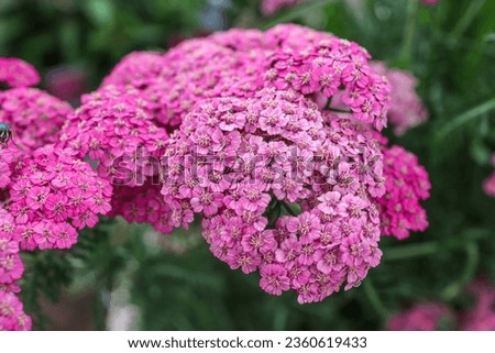 Achillea millefolium, commonly known as yarrow or common yarrow, is a flowering plant in the family Asteraceae. Other common names include old man's pepper, devil's nettle, sanguinary.