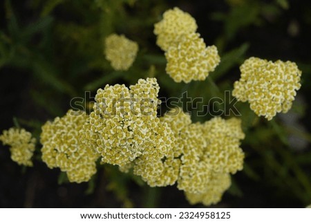 Achillea millefolium ,Sunny Seduction, Asteraceae family. Hanover -  Berggarten, Germany.