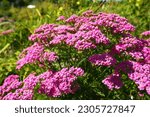 Achillea millefolium, yarrow or common yarrow, is a flowering plant in the family Asteraceae. Old man