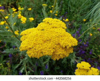 Achillea Millefolium Yellow Flowers Family Asteraceae Stock Photo (Edit ...