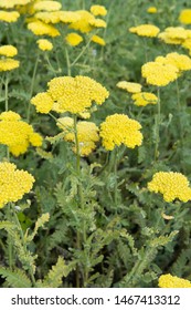 Achillea Moonshine - Outside Plant