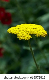 Achillea Moonshine Yarrow