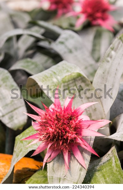 Achmea Primera Bromeliad Macro の写真素材 今すぐ編集