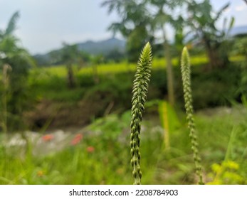 Achyranthes Aspera Species Plant Family Amaranthaceae Stock Photo ...