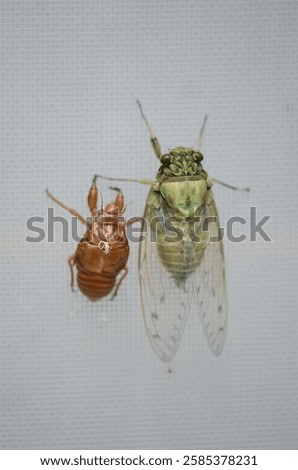 Acicada with a shell on the wall 