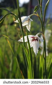 Acidantera (Gladiolus Murielae) On The Flower Garden