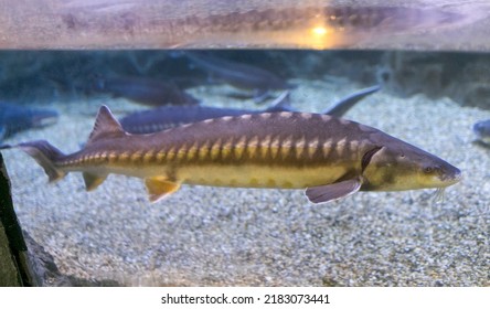 Acipenser Sturio Sturgeon Aquarium High Quality Stock Photo 2183073441 ...